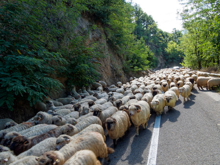 Sheep herd on the road in the mountains of Romania.の写真素材