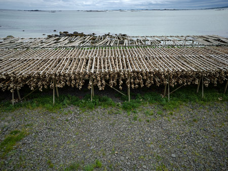 dried fish on the shore of the Atlantic Ocean in Norway.
