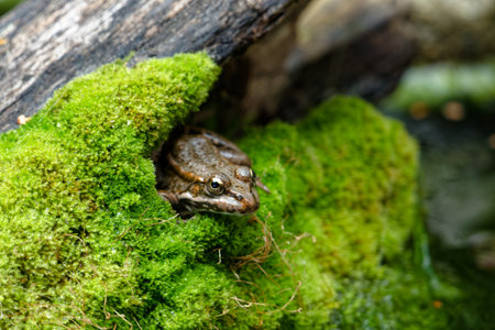 Frog on the moss in the rainforest. Close up.の写真素材