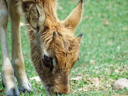 Close up of a deer eating grass in a park.の写真素材