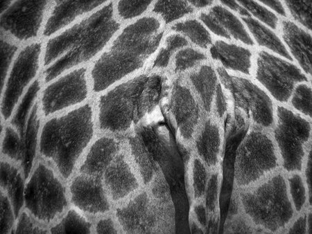Giraffe skin close up. Black and white photo of a giraffe.の写真素材