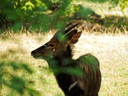 Nyala antelope (Tragelaphus angasii)の写真素材
