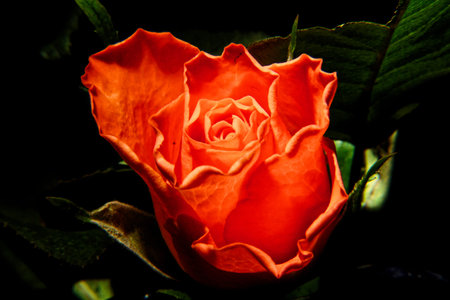 Close up of a red rose on a dark background. Selective focus.の写真素材