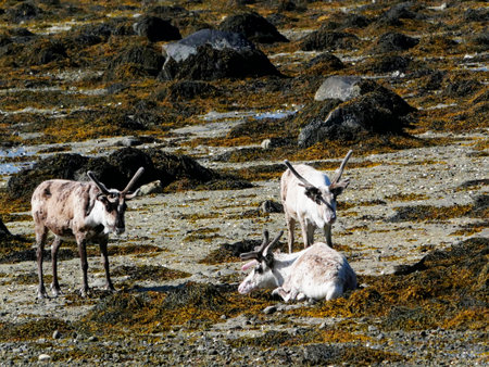 Reindeer on the coast of the Atlantic ocean, Iceland.の写真素材