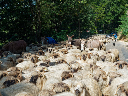 Herd of sheep on the road in the mountains of Romania.の写真素材