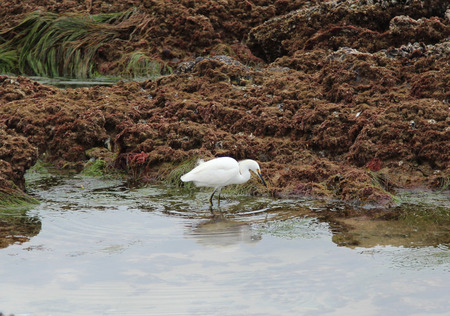 Snowy egret shore bird Egretta thula in a tidal pool in Laguna Beach Southern Californiaの写真素材