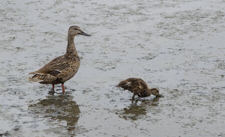 Wild Mallard duck mom Anas platyrhynchos with baby ducklingsの写真素材