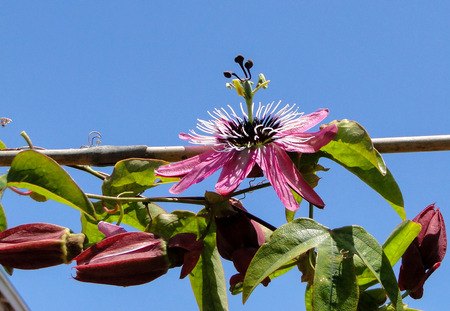 Passion flower  Pink Passifloraの写真素材