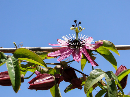 ssion flower  Pink Passifloraの写真素材