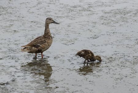 Wild Mallard duck mom Anas platyrhynchos with baby ducklingsの写真素材