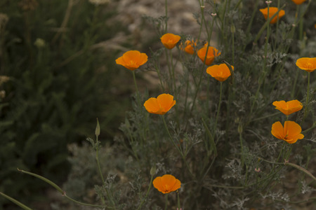 Orange California poppy flower blooming in springの写真素材