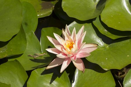 pink water lily  lotus floats on top of a koi pond in Southern Californiaの写真素材