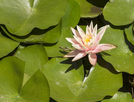 pink water lily  lotus floats on top of a koi pond in Southern Californiaの写真素材