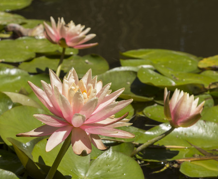 pink water lily  lotus floats on top of a koi pond in Southern Californiaの写真素材