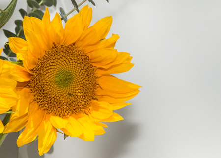 Sunflower Helianthus annuus in a vase with eucalyptus leaves in spring timeの写真素材