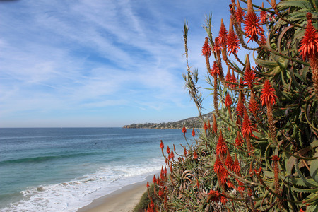 Heisler Park Laguna Beach California steps with red hot poker plants Kniphofia uvaria fallの写真素材