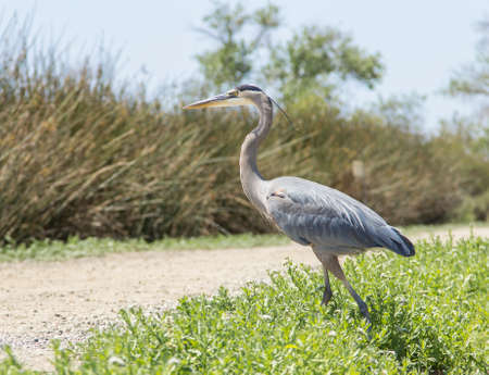 Great blue heron in the wild foraging in a lake in Southern Californiaの写真素材