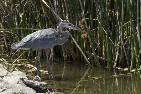 Great blue heron in the wild foraging in a lake in Southern Californiaの写真素材