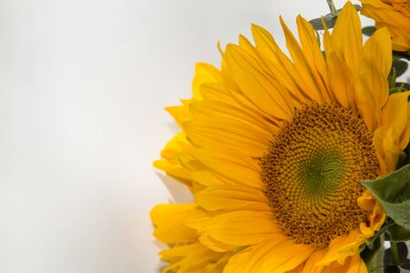 Sunflower Helianthus annuus in a vase with eucalyptus leaves in spring timeの写真素材
