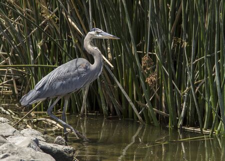 Great blue heron in the wild foraging in a lake in Southern Californiaの写真素材