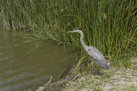 Great blue heron in the wild foraging in a lake in Southern Californiaの写真素材