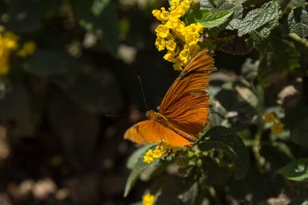 The Julia butterfly Dryas Julia is found from Brazil to southern Texas in the United Statesの写真素材