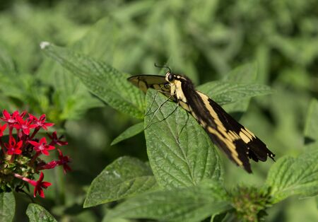 Giant swallowtail butterfly Papilio cresphontes is found in North America and South America