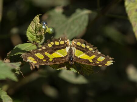 Malachite butterfly Siproeta stelenes in springの写真素材