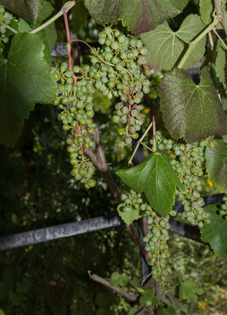 River bank wild grape Vitis riparia vine growing green grapes in summerの写真素材