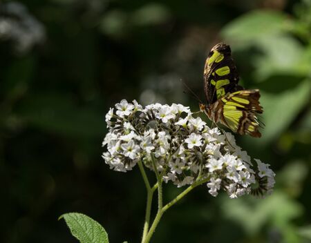 Malachite butterfly Siproeta stelenes in springの写真素材