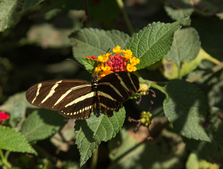Zebra longwing Heliconius charitonius butterfly is also called the zebra heliconian. It is found in...