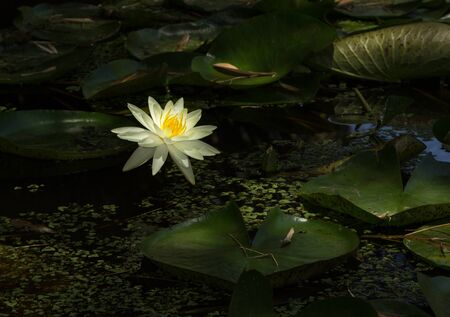 White and yellow water lily on top of a koi pond in Southern Californiaの写真素材