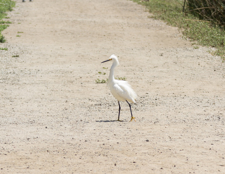 Snowy Egret Egretta thula forages on a dirt road near a tidal pool in Southern Californiaの写真素材