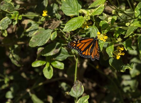 Monarch butterfly Danaus plexippus on yellow flowersの写真素材