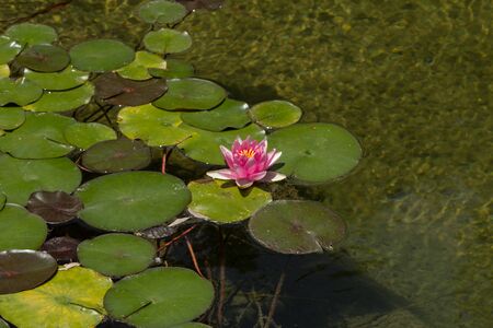 pink water lily on top of a koi pond in Southern Californiaの写真素材