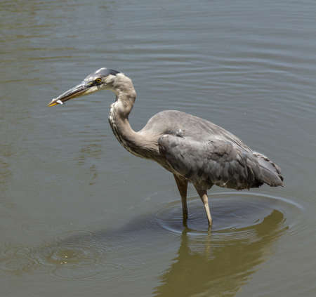 Great blue heron Ardea herodias bird in a marsh in Southern Californiaの写真素材