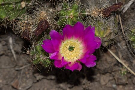 Strawberry hedgehog cactus Echinocereus engelmannii with bright pink flower blooms in the Sonoran Desert Arizonaの写真素材