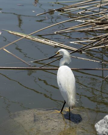 Snowy Egret Egretta thula forages in a tidal pool in Laguna Beach Southern Californiaの写真素材