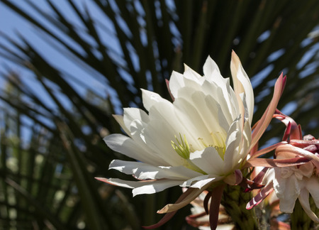Pink Easter lily cactus Eachinopsis oxygona blooming in the Arizona desert in springの写真素材