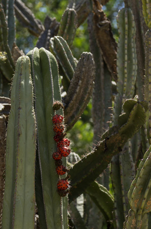 Prickly pear cactus Opuntia fruit blooms in the Sonoran Desert Arizonaの写真素材