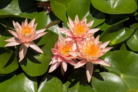 pink water lily on top of a koi pond in Southern Californiaの写真素材