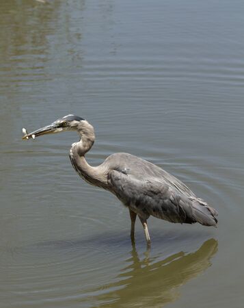 Great blue heron in the wild foraging in a lake in Southern Californiaの写真素材