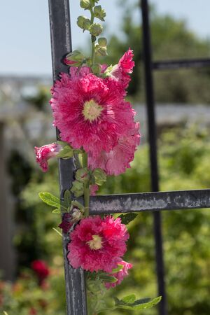 Frilly pink flower paeonia blooms in spring on a trellisの写真素材