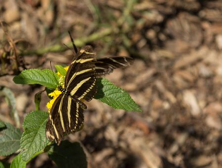 Zebra longwing Heliconius charitonius butterfly is also called the zebra heliconian. It is found in South and Central Americaの写真素材