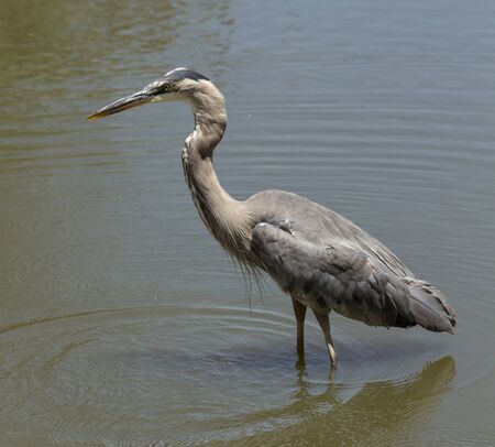 Great blue heron in the wild foraging in a lake in Southern Californiaの写真素材