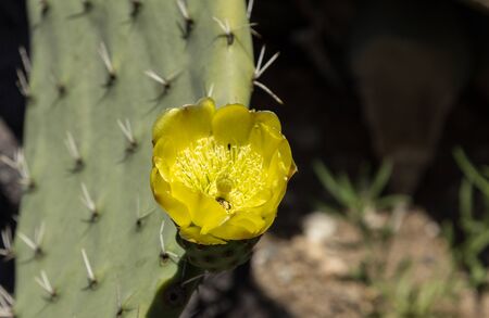 Prickly pear cactus Opuntia blooms in the Sonoran Desert Arizonaの写真素材