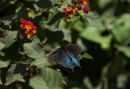 The pipevine swallowtail butterfly Battus philenor is found in North America and Central Americaの写真素材