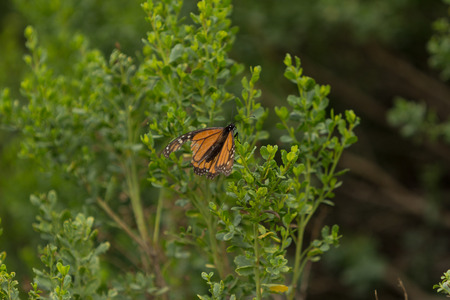 Monarch butterfly, Danaus plexippus, on a bush in spring in Laguna Beach, Southern Californiaの写真素材