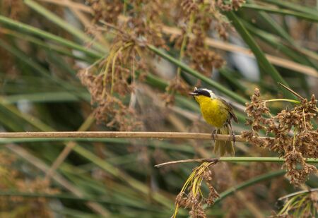 Eastern yellow wagtail, Motacilla flava, in spring in a bushの写真素材