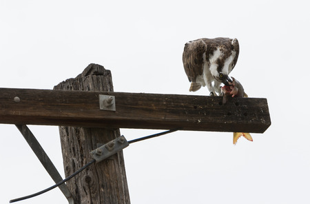 Male osprey bird, Pandion haliaetus, eating a fish on a telephone pole in springの写真素材